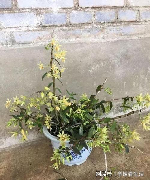 陽臺綠植新風尚 自種人參靈芝石斛與西洋參，養生健康觸手可及