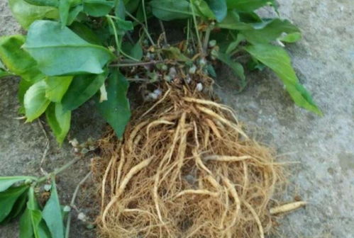 四葉參 市場價值高昂，農民種植意愿為何低迷？