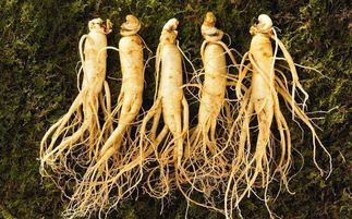 盤點中華九大仙草 還魂草上榜，慈禧太后長壽秘訣的黑參