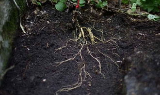 種植人參，做好這五步，可保證高產優質黑參產品