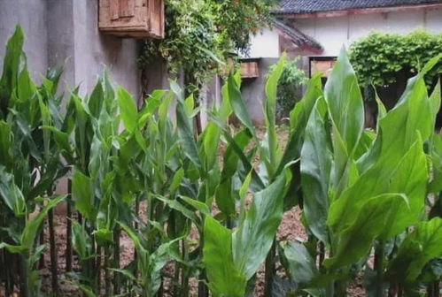 田間珍寶 地上酷似生姜、營養堪比人參的野生野菜