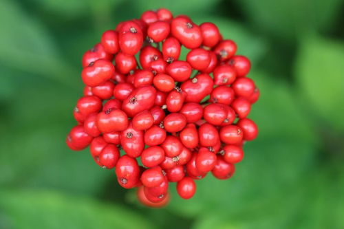 人參果不是人參的果實，別再傻傻分不清楚啦！